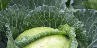 How to cook cabbage?