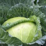 How to cook cabbage?